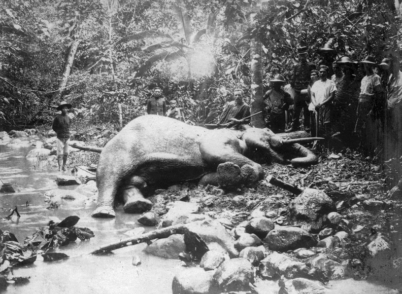 Vojnich Oszkár egy kilőtt ázsiai elefánttal.
