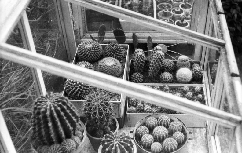 Gizella út 33. udvara, kaktusz-gyűjtemény.